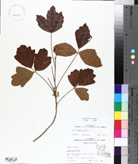 Toxicodendron pubescens image