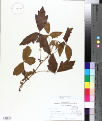 Toxicodendron pubescens image