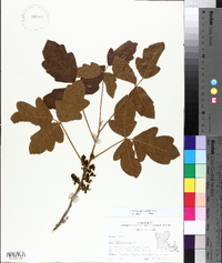 Toxicodendron pubescens image