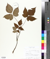 Toxicodendron pubescens image