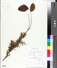 Toxicodendron pubescens image