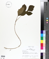 Toxicodendron pubescens image