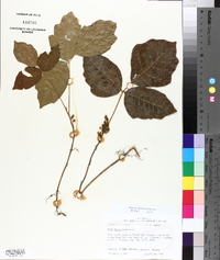 Toxicodendron pubescens image