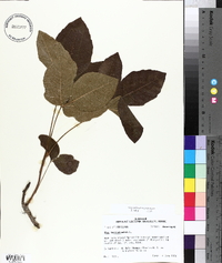 Toxicodendron pubescens image