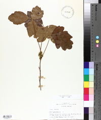 Toxicodendron pubescens image