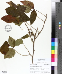 Toxicodendron pubescens image