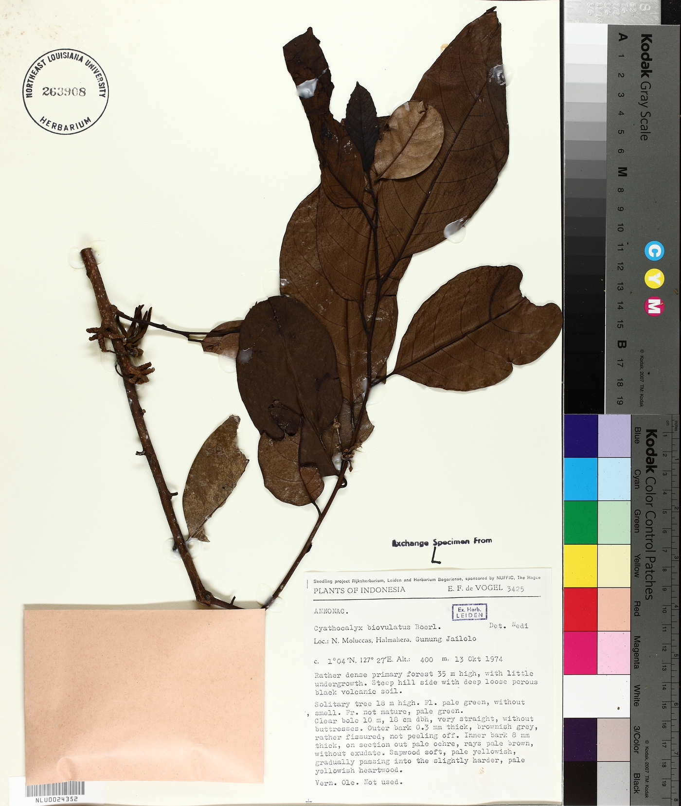 Drepananthus biovulatus image