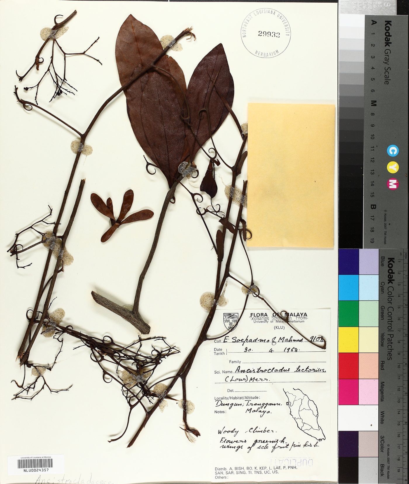 Ancistrocladus image