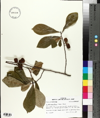 Asimina parviflora image