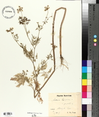 Aethusa cynapium subsp. elata image