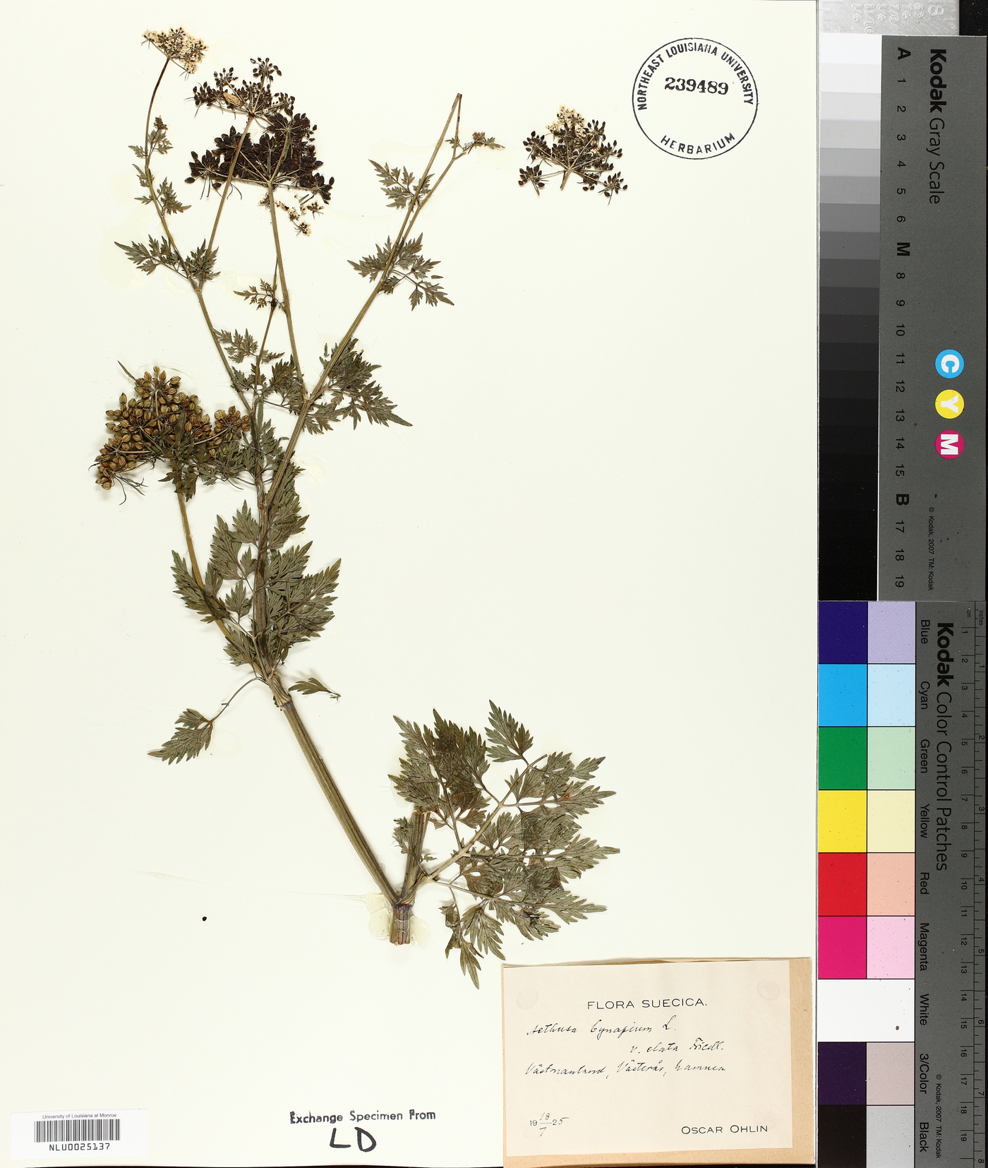 Aethusa cynapium subsp. elata image