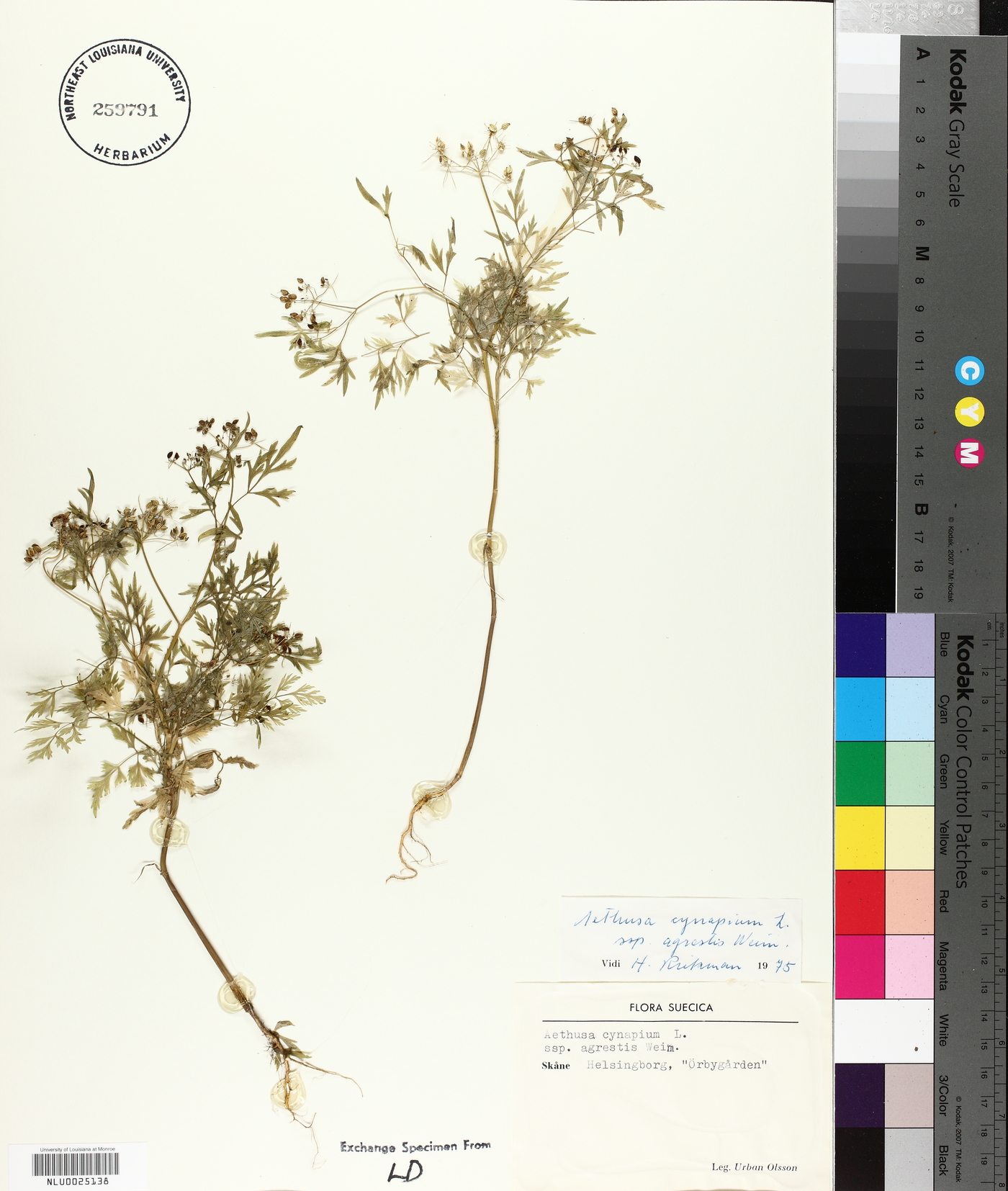 Aethusa cynapium subsp. agrestis image