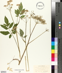 Angelica sylvestris image