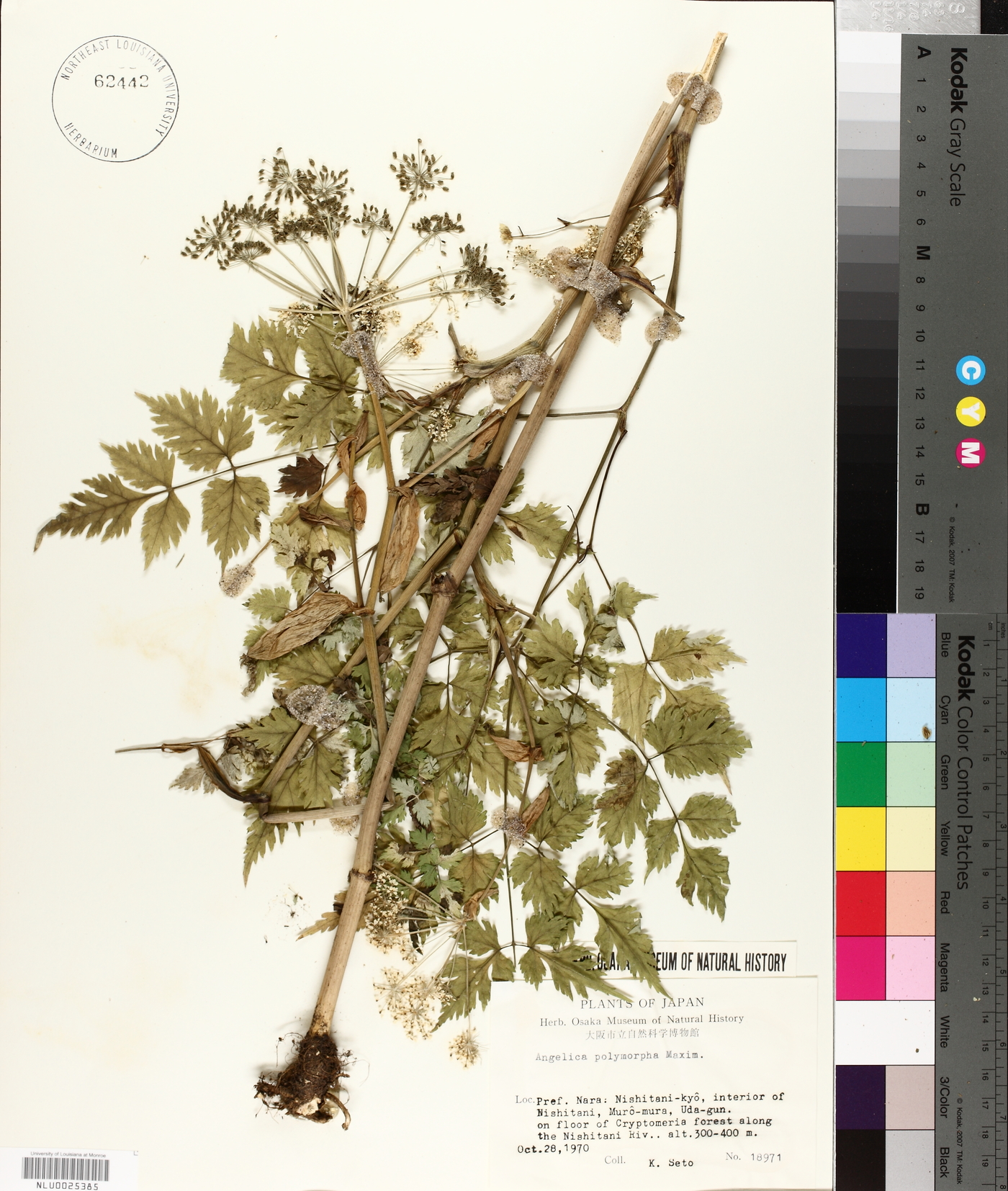 Angelica polymorpha image