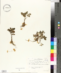 Apium nodiflorum image