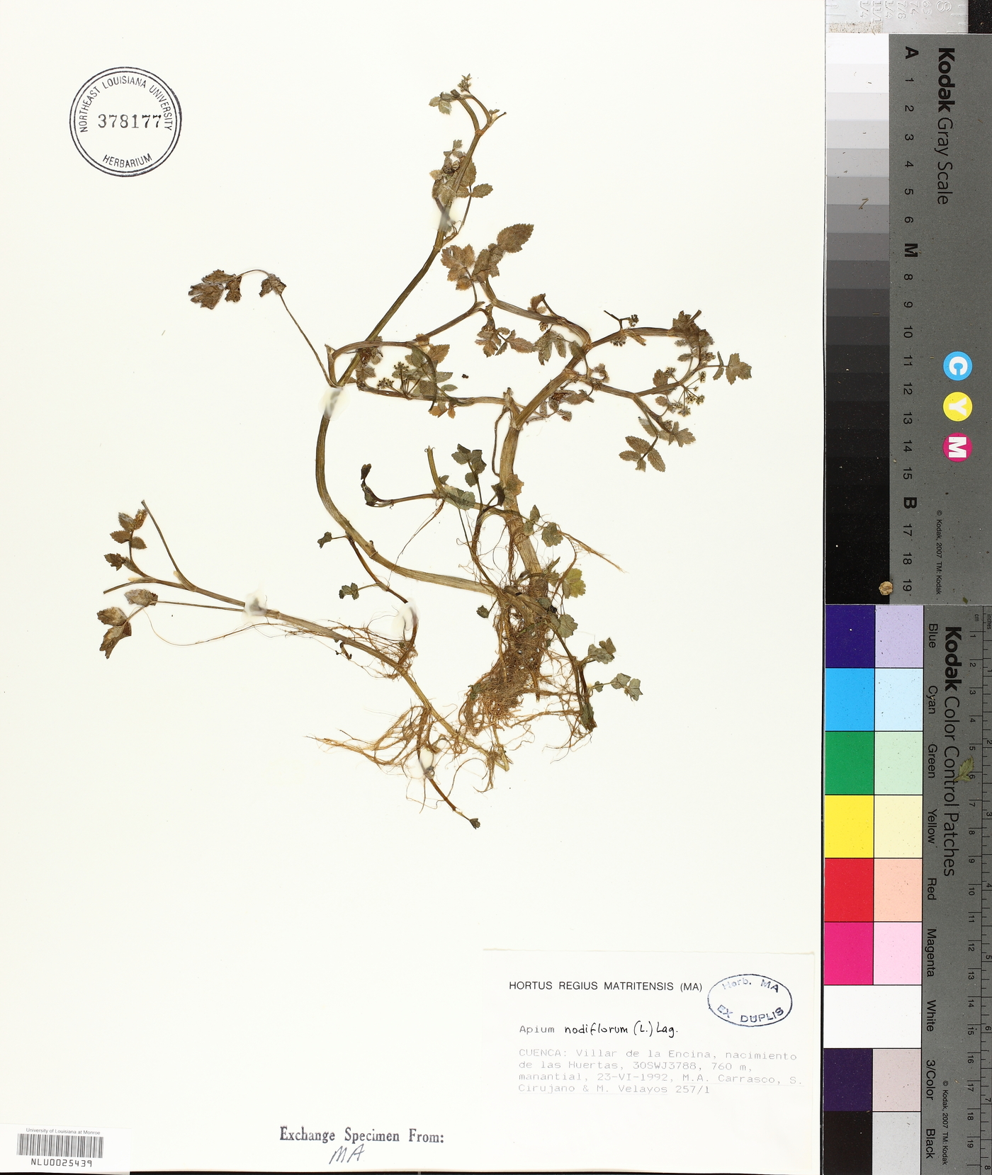 Apium nodiflorum image
