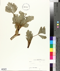 Apium graveolens image