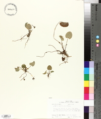 Centella asiatica image