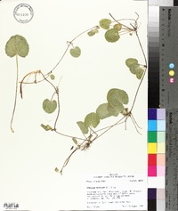 Centella asiatica image