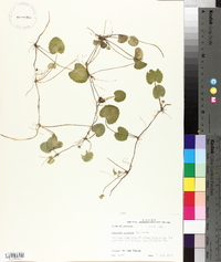 Centella asiatica image