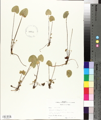 Centella asiatica image