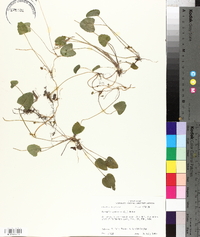 Centella asiatica image