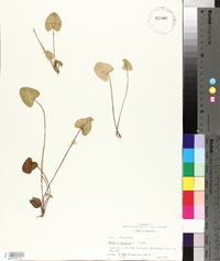 Centella asiatica image