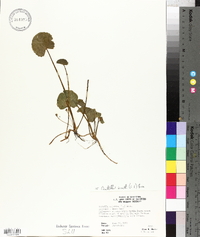 Centella asiatica image