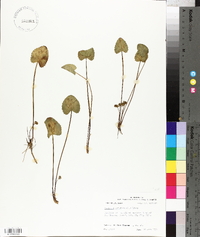 Centella asiatica image