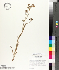 Bupleurum americanum image