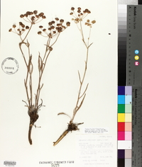 Bupleurum americanum image