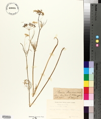 Image of Conopodium marianum
