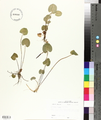 Centella asiatica image