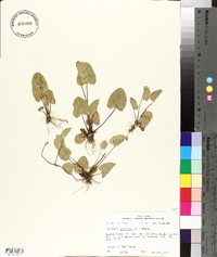 Centella asiatica image