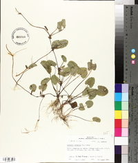 Centella asiatica image