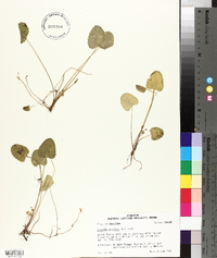 Centella asiatica image