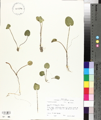 Centella asiatica image