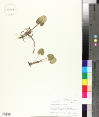 Centella asiatica image