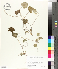 Centella asiatica image