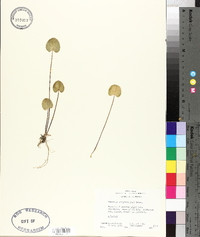 Centella asiatica image