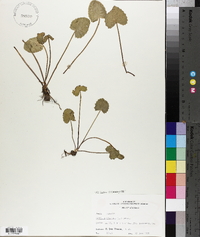 Centella asiatica image