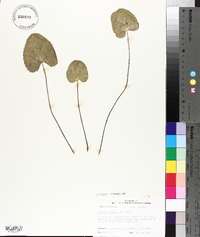 Centella asiatica image