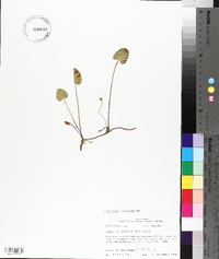 Centella asiatica image