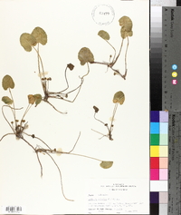 Centella asiatica image