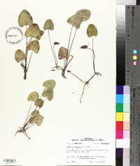 Centella asiatica image