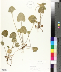 Centella asiatica image