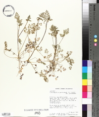 Chaerophyllum procumbens var. procumbens image