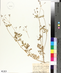 Chaerophyllum procumbens image