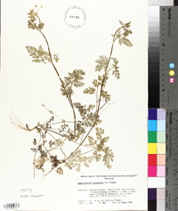 Chaerophyllum procumbens image