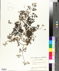 Chaerophyllum procumbens image